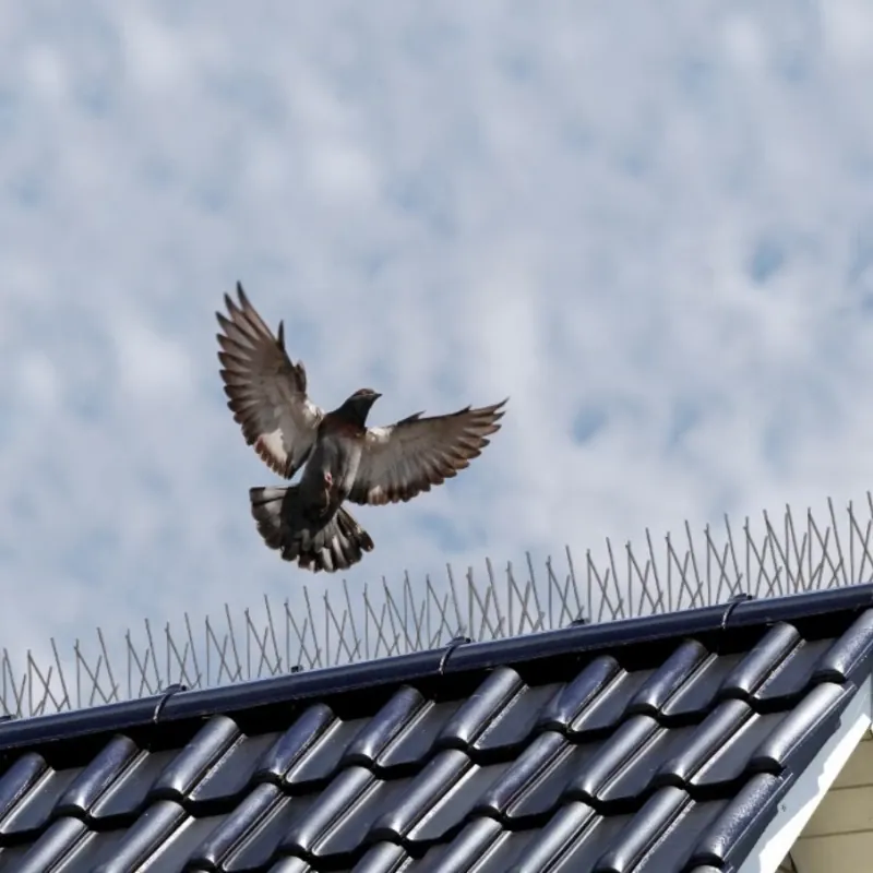 Pigeon qui repart en vol au-dessus d'un faîtage équipé de pics